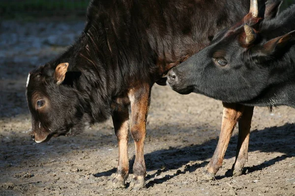 Zebu Matka Jej Młode — Zdjęcie stockowe