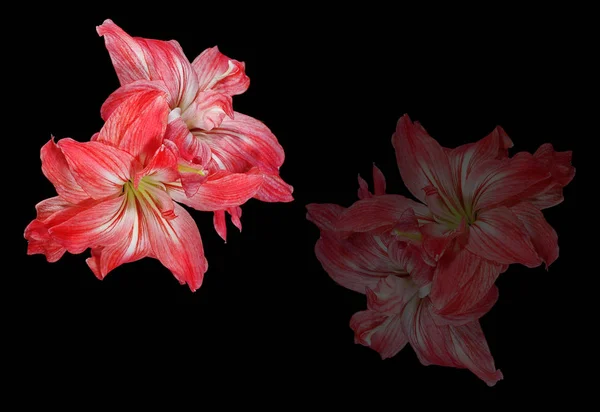 Amaryllis Květy Okvětní Lístky Flóra — Stock fotografie