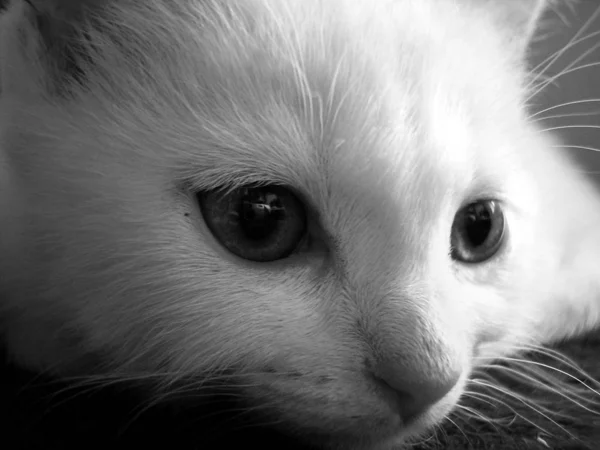 Retrato Gato Bonito — Fotografia de Stock