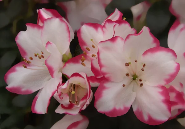 Beautiful Blooming Flowers Nature Background — Stock Photo, Image