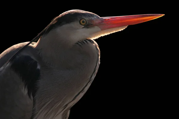 Aussichtsreiche Aussicht Auf Schöne Vögel Der Natur — Stockfoto