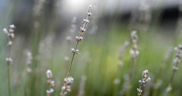 Purpurowe Kwiaty Lawenda Fioletowa — Zdjęcie stockowe