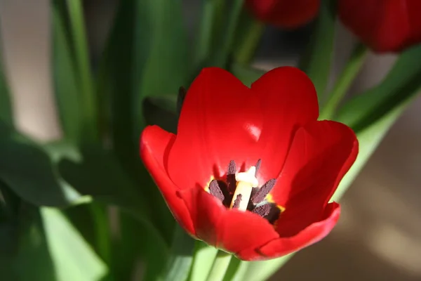 Άνοιξη Όμορφες Ανοιξιάτικες Τουλίπες Λουλούδια Χλωρίδα — Φωτογραφία Αρχείου