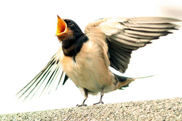 Vacker Utsikt Över Vacker Fågel Naturen — Stockfoto