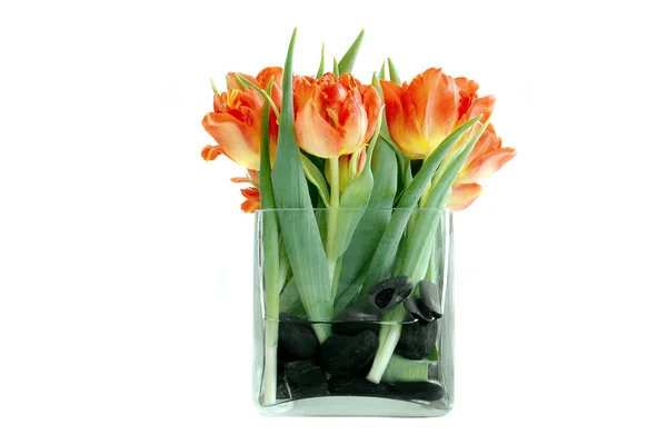 Springtime Beautiful Spring Tulips Flowers Flora — Stock Photo, Image