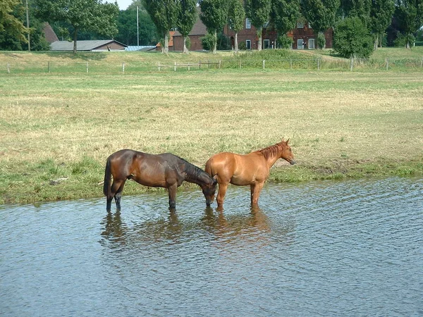 Chevaux Dans Eau — Photo