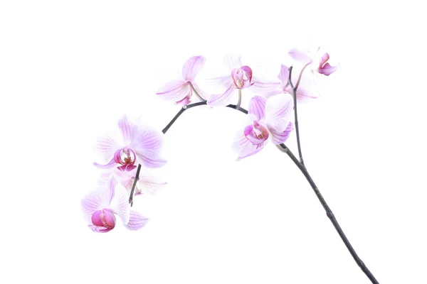 Gyönyörű Orchidea Virág Dekoratív Növény — Stock Fotó