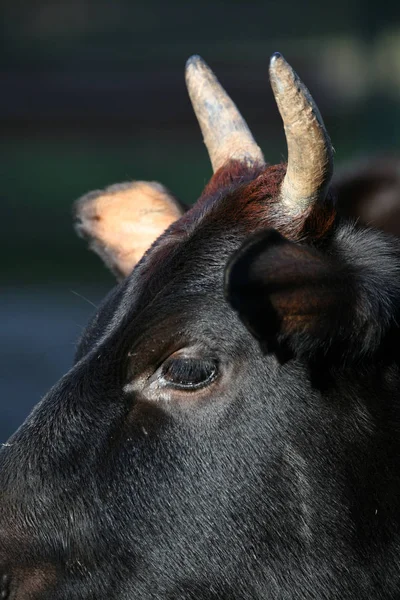 Chifres Uma Vaca Jubarte — Fotografia de Stock