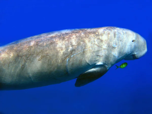 Dugong Pilot Mackerel — Stock Photo, Image