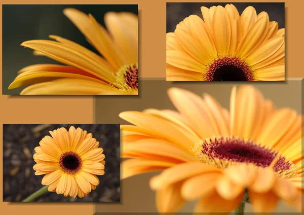 Gerbera Petali Fiori Flora — Foto Stock