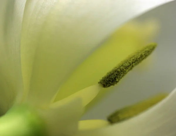 Belo Tiro Botânico Papel Parede Natural — Fotografia de Stock