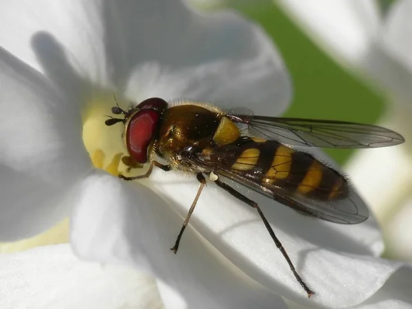 Close Zicht Insect Natuur — Stockfoto