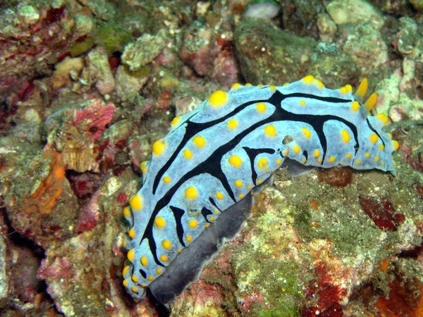 Phyllidia Varicosa Žluté Bradavice Plži — Stock fotografie