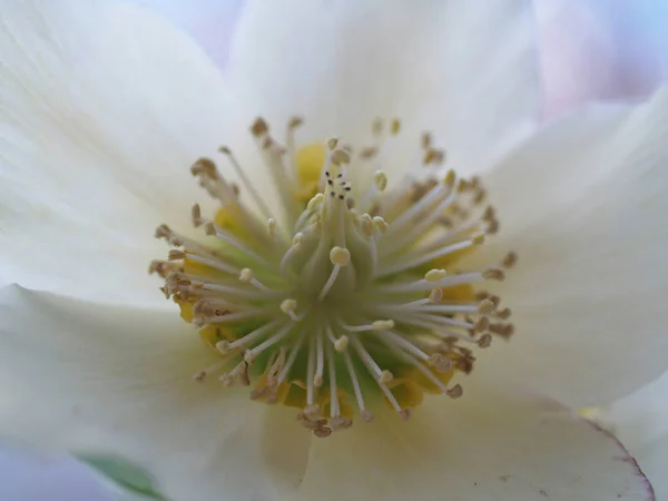 Piękne Botaniczne Ujęcie Naturalna Tapeta — Zdjęcie stockowe