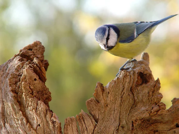 Malerische Ansicht Der Schönen Meise Vogel — Stockfoto