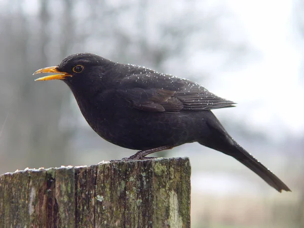 Blackbird Ötücü Kuşu Kuş Bilimi Hayvan Bilimi — Stok fotoğraf