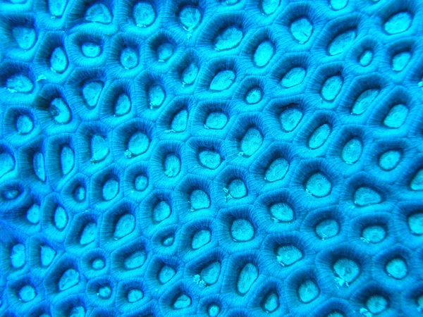 Korallenstruktur Während Des Tages Ohne Blitz Daher Der Blaue Farbton — Stockfoto