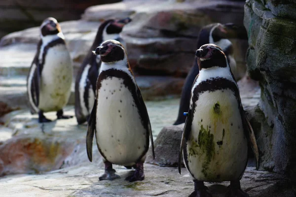 Närbild Humboldt Pingviner — Stockfoto
