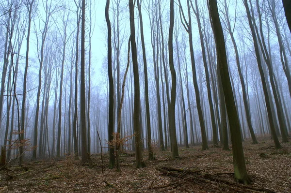 雾中的森林 — 图库照片