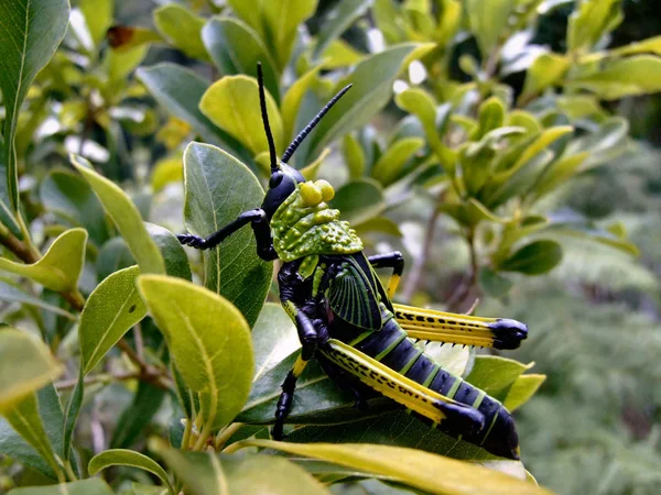 Insetto Cavalletta Insetto Grillo — Foto Stock