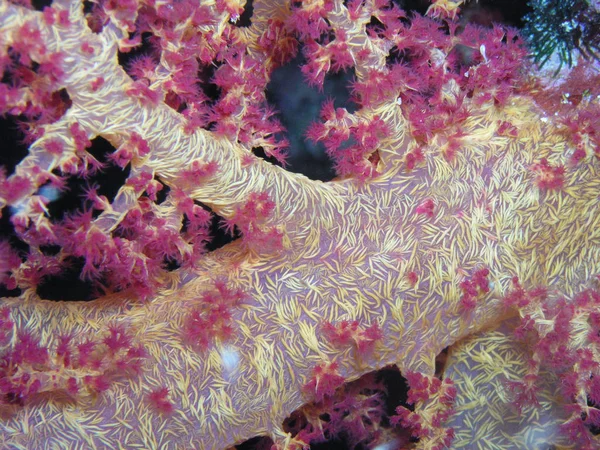 Weichkorallen Tiefseewasser — Stockfoto
