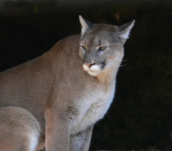 Dierenwelzijn Dierentuin — Stockfoto