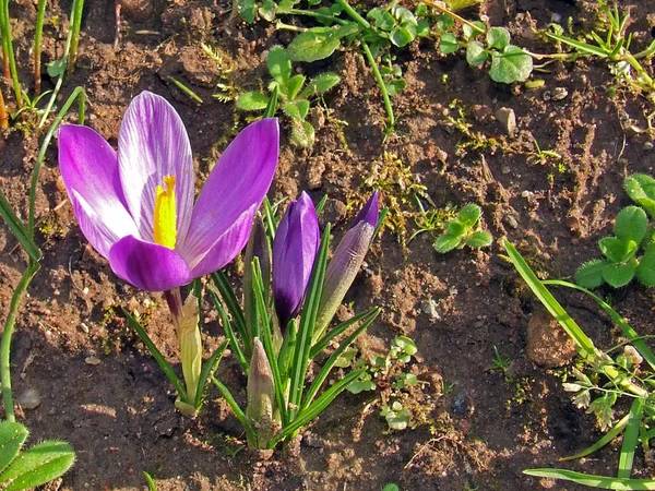 Krokusy Wiosenne Flora Płatki — Zdjęcie stockowe