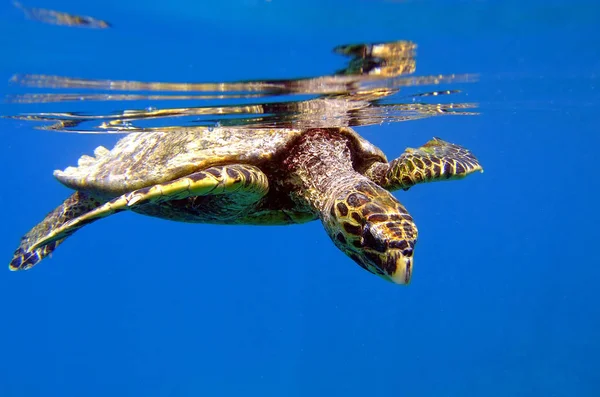 Las Siete Tortugas Marinas Diferentes Que Viven Tierra Miran Hacia — Foto de Stock