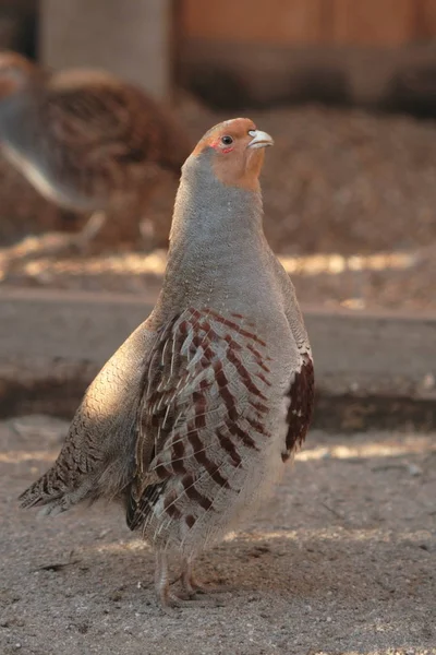 Doğadaki Güzel Kuşun Manzarası — Stok fotoğraf