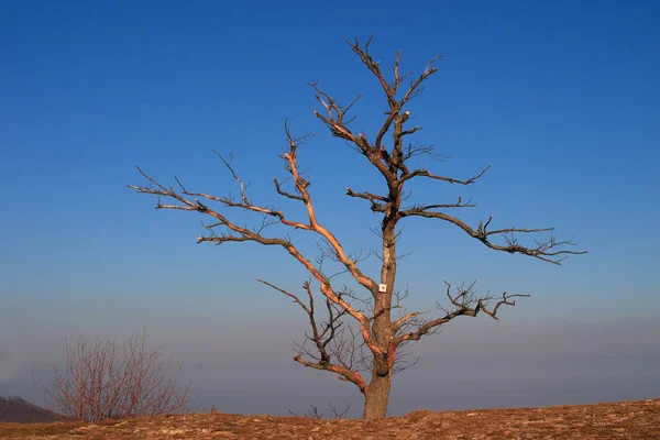 Questo Albero Appare Bizzarro Sull Albo Svevo Tutta Sua Povertà — Foto Stock