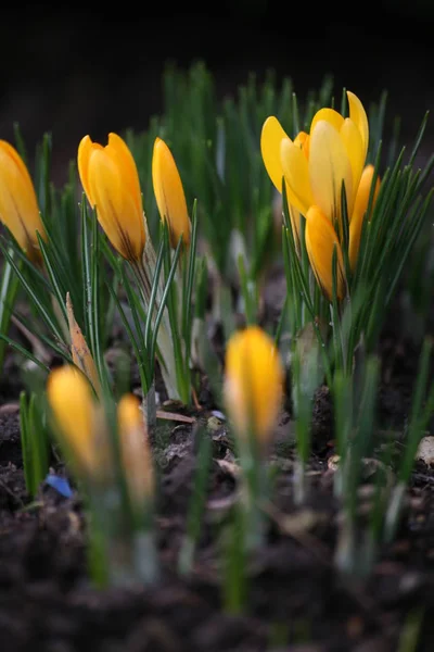 Erste Frühlingsblumen Krokus — Stockfoto