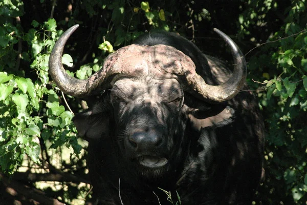 Verschiedene Tiere Selektiver Fokus — Stockfoto