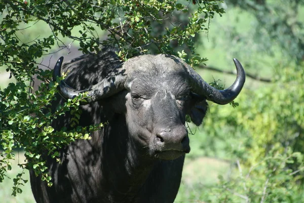 Landschaft Kruger Park — Stockfoto