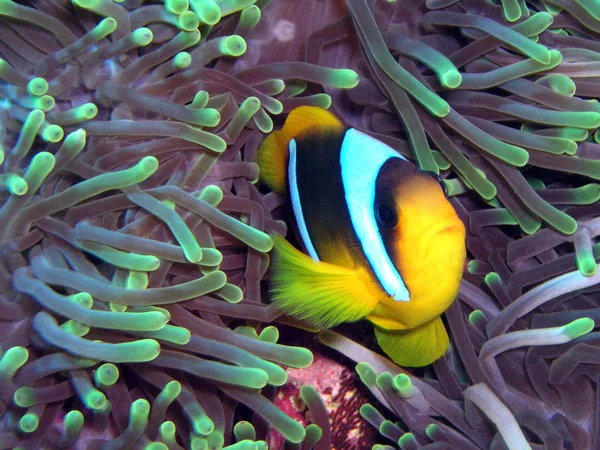 Clownfisch Meer Unter Wasser — Stockfoto