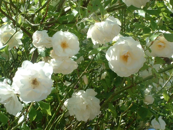 Rosas Brancas Flores Pétalas — Fotografia de Stock