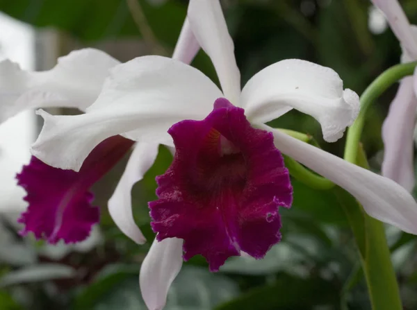 Bellissimi Petali Fiori Orchidea Flora — Foto Stock