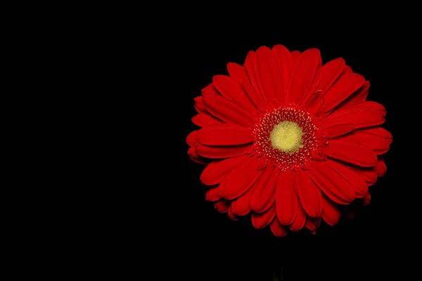 Gerbera Virágszirmok Flóra — Stock Fotó