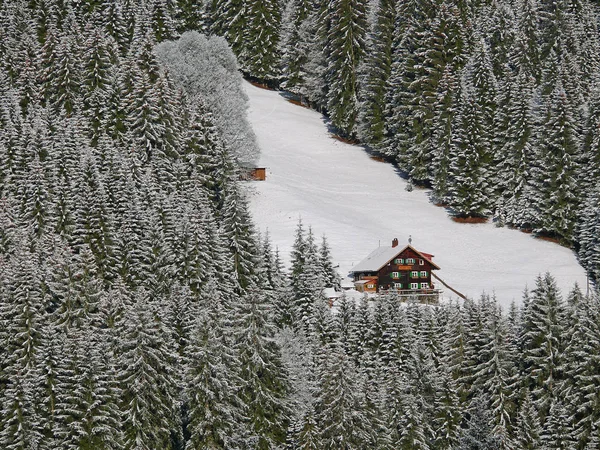 Schöne Aussicht Auf Den Nadelwald — Stockfoto