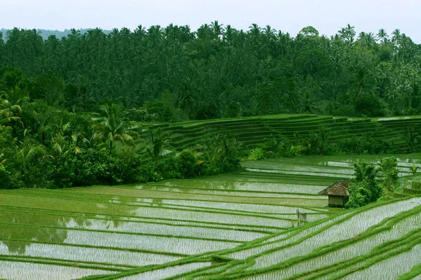 Picturesque View Nature Scene — Stock Photo, Image