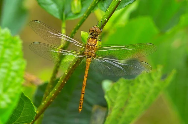 Libellule Flore Faune — Photo