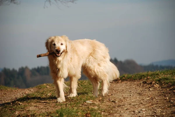 Golden Retriever Köpeği Parkta Koşuyor — Stok fotoğraf