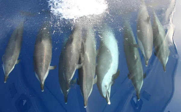 Delfines Peces Acuáticos Animales — Foto de Stock