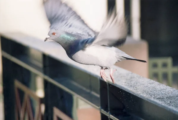 Malerischer Blick Auf Taubenvögel — Stockfoto