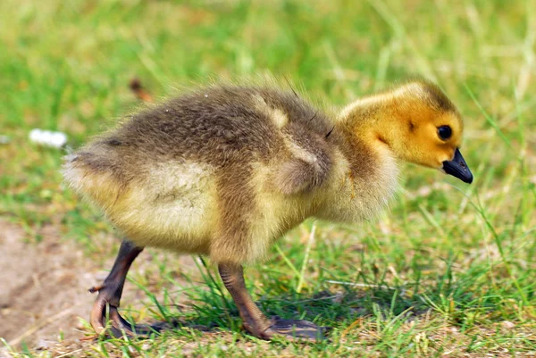 Auf Der Wiese — Stockfoto