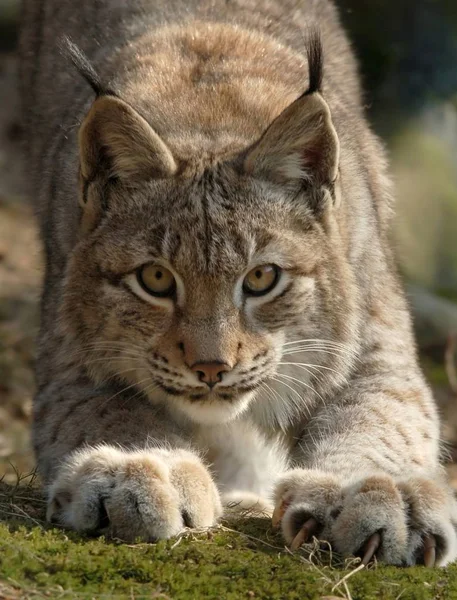 Primer Plano Los Animales Zoológico —  Fotos de Stock