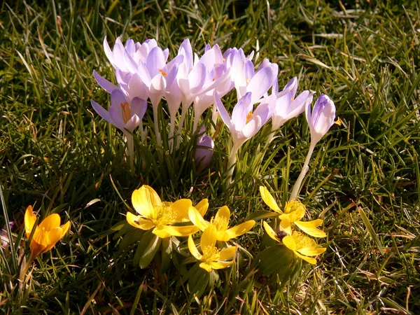 Krokusblumen Blühen Frühlingsflora — Stockfoto