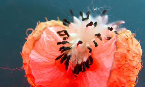 Schöne Botanische Aufnahme Natürliche Tapete — Stockfoto