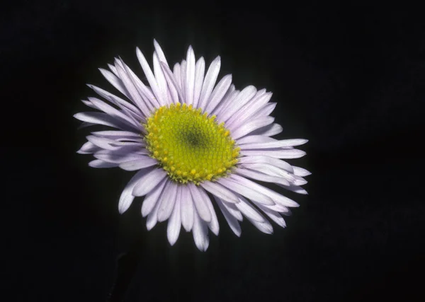 Belas Flores Florescendo Fundo Natureza — Fotografia de Stock