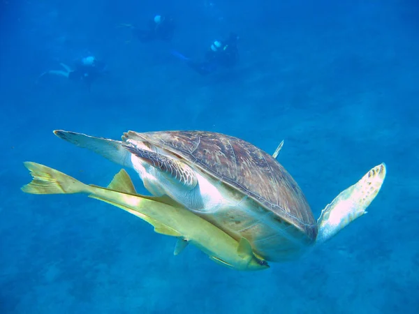 Подводная Фотография Морская Жизнь — стоковое фото