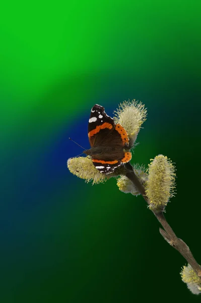 Willow Catkin Ziyarete Geldi — Stok fotoğraf